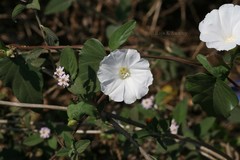 Operculina turpethum